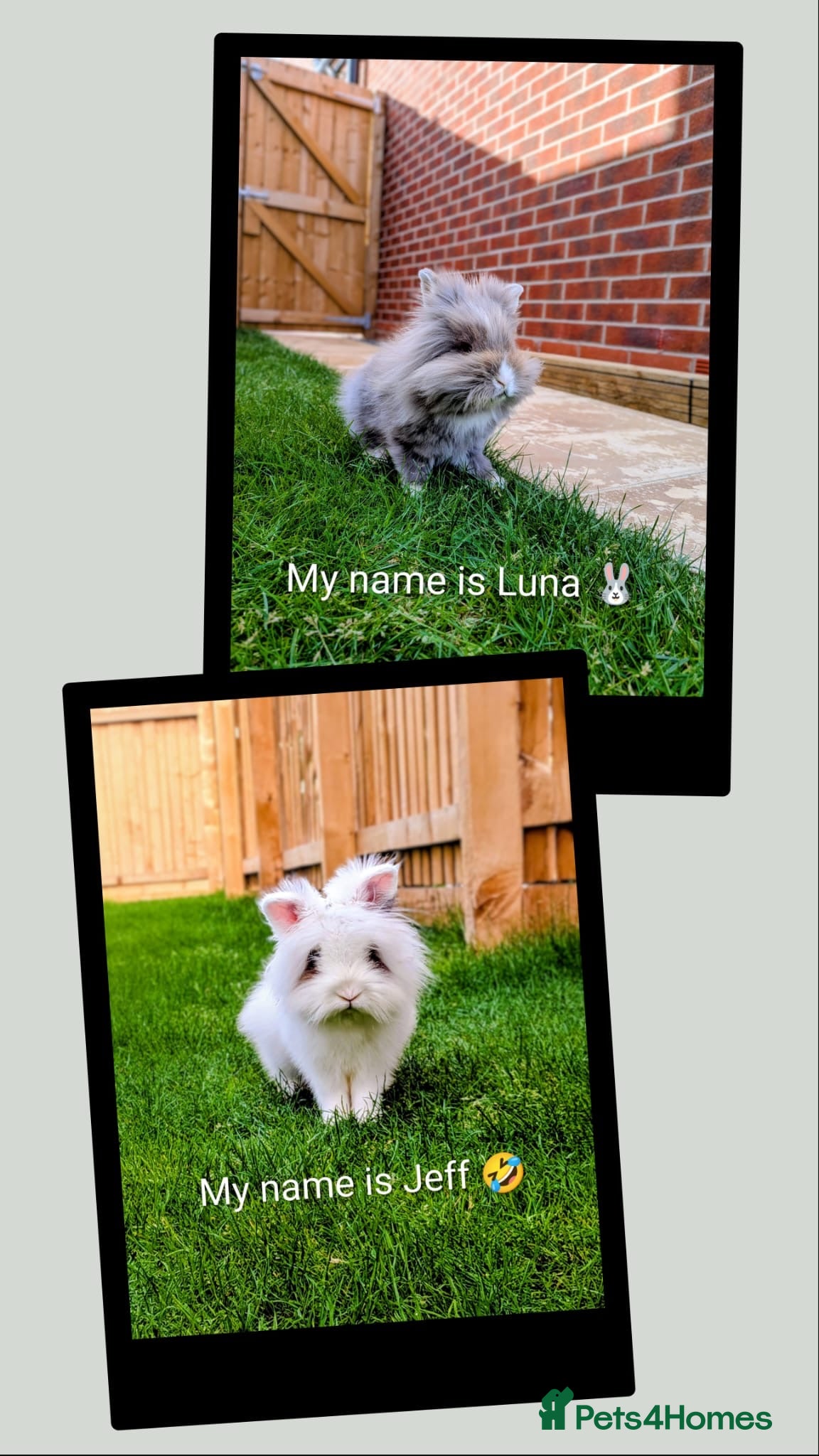 Lionhead rabbits for sale: Lion head bunnies  - Advert 7
