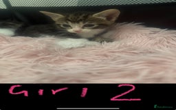 Mixed Breed cats for sale: Tabby and grey kittens  - Image 6
