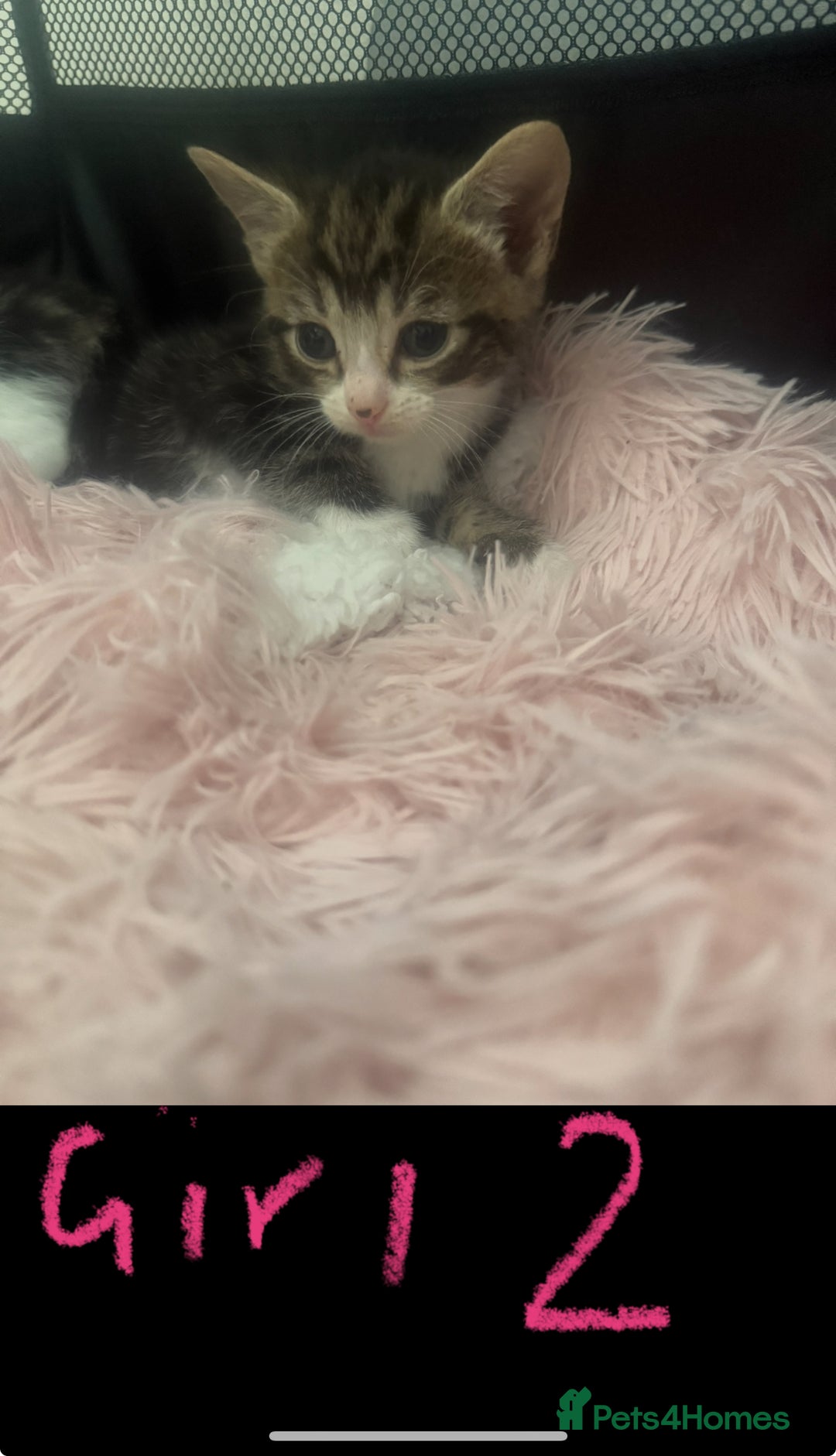Mixed Breed cats for sale: Tabby and grey kittens  - Image 6