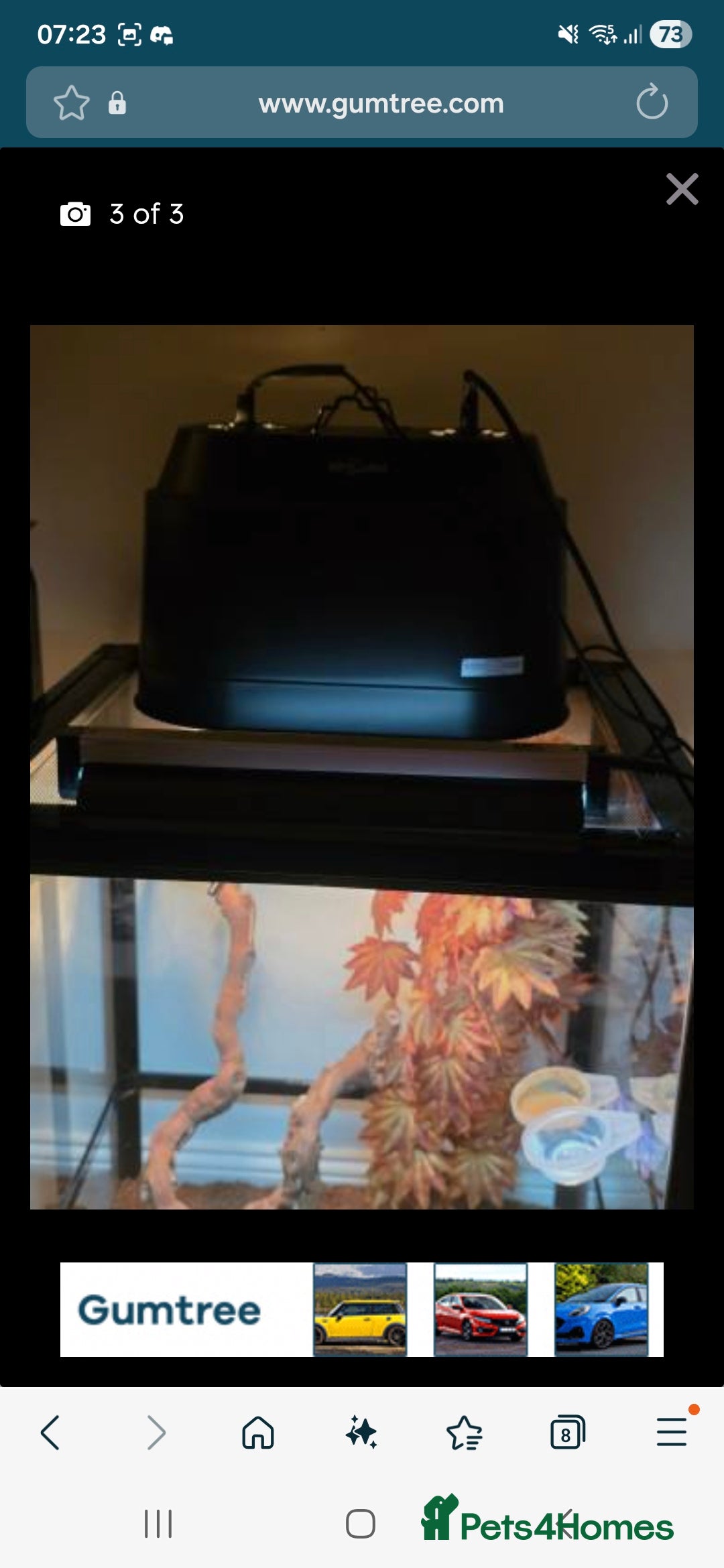 Gecko reptiles for sale: Baby crested gecko - Advert 3