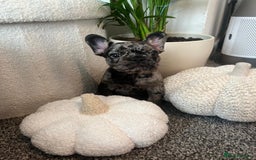French Bulldog dogs for sale: Beautiful French bulldogs  - Image 2