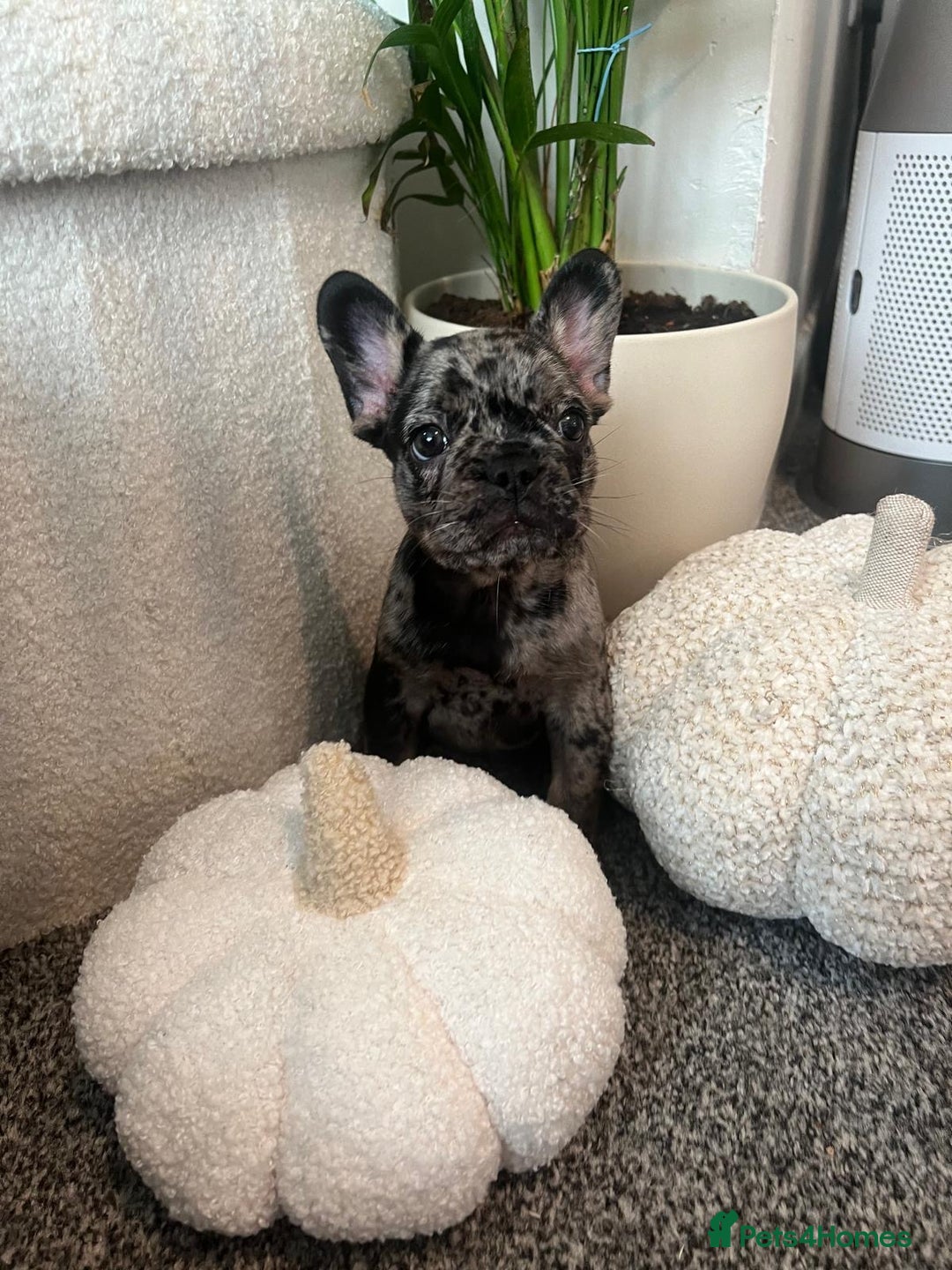 French Bulldog dogs for sale: Beautiful French bulldogs  - Image 2