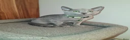 Russian Blue cats for sale: Beautiful Russian Blue Kittens  - Advert 10