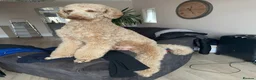 Standard Poodle dogs for stud: Standard Poodle for Stud - Advert 3