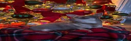 Chiweenie dogs for sale: Last Beautiful silver boy ready to go !! - Advert 8