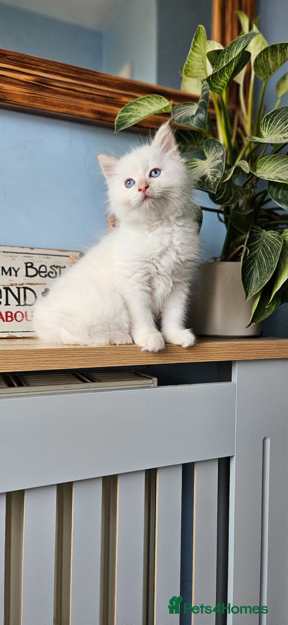 Ragdoll cats Beautiful Ragdoll baby boy avalible  - Advert 2