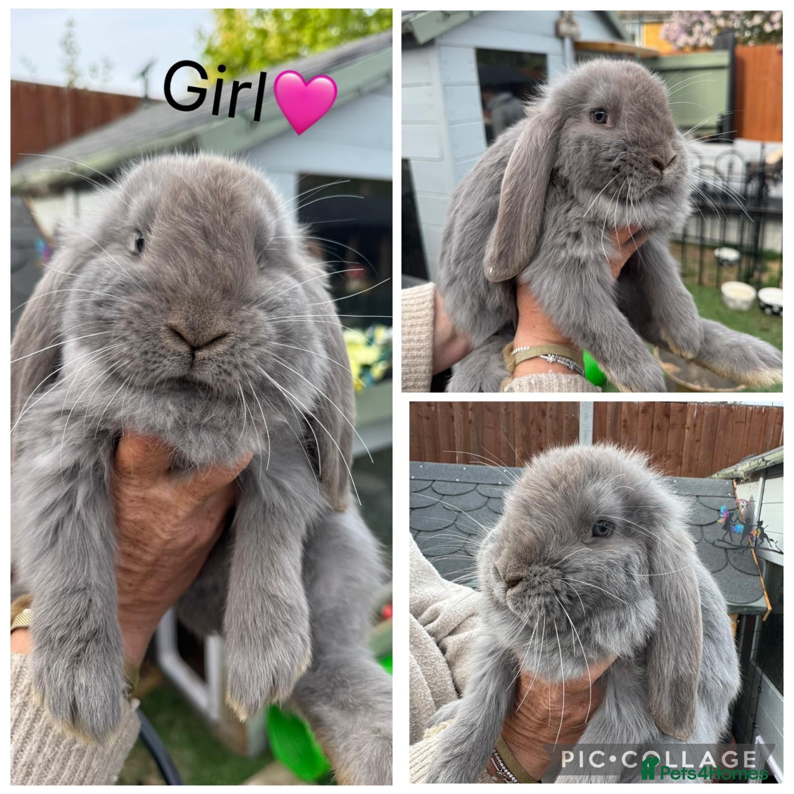 French Lop rabbits French lop - Advert 3