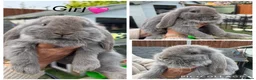 French Lop rabbits for sale: French lop - Advert 1