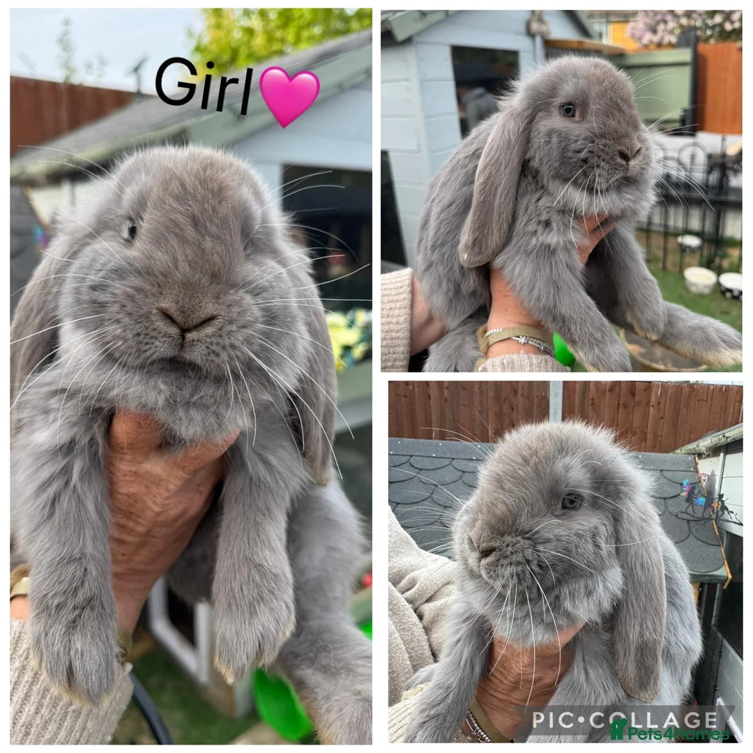 French Lop rabbits for sale: French lop - Advert 1
