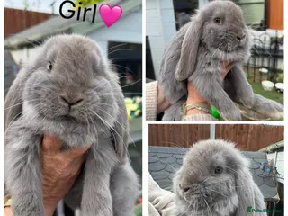 French Lop rabbits French lop - Advert 3