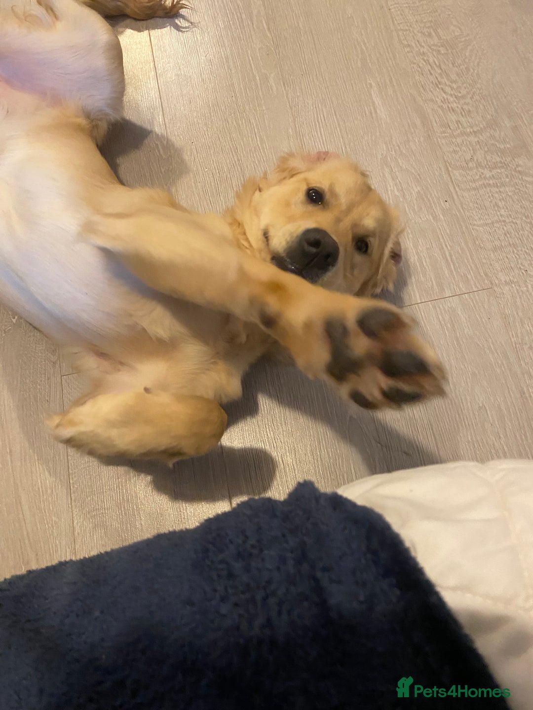 Golden Retriever dogs for sale: 6 month old golden retriever  - Advert 2