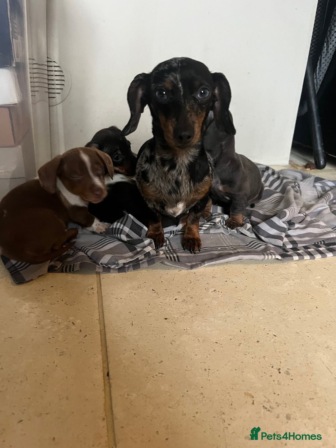 Miniature Dachshund dogs for sale: 💞Ready now Miniature dachshund 💞 - Advert 4
