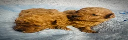Toy Poodle dogs for sale: Red Asian x Toy Poodle  - Advert 7