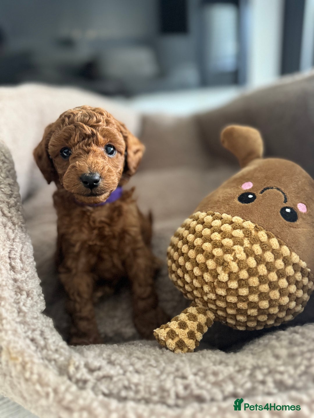 Toy Poodle dogs for sale: Absolute Stunning Red Toy Poodle - Image 2
