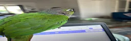 Conures birds for sale: 5 months old baby conure - hand tame  - Advert 5