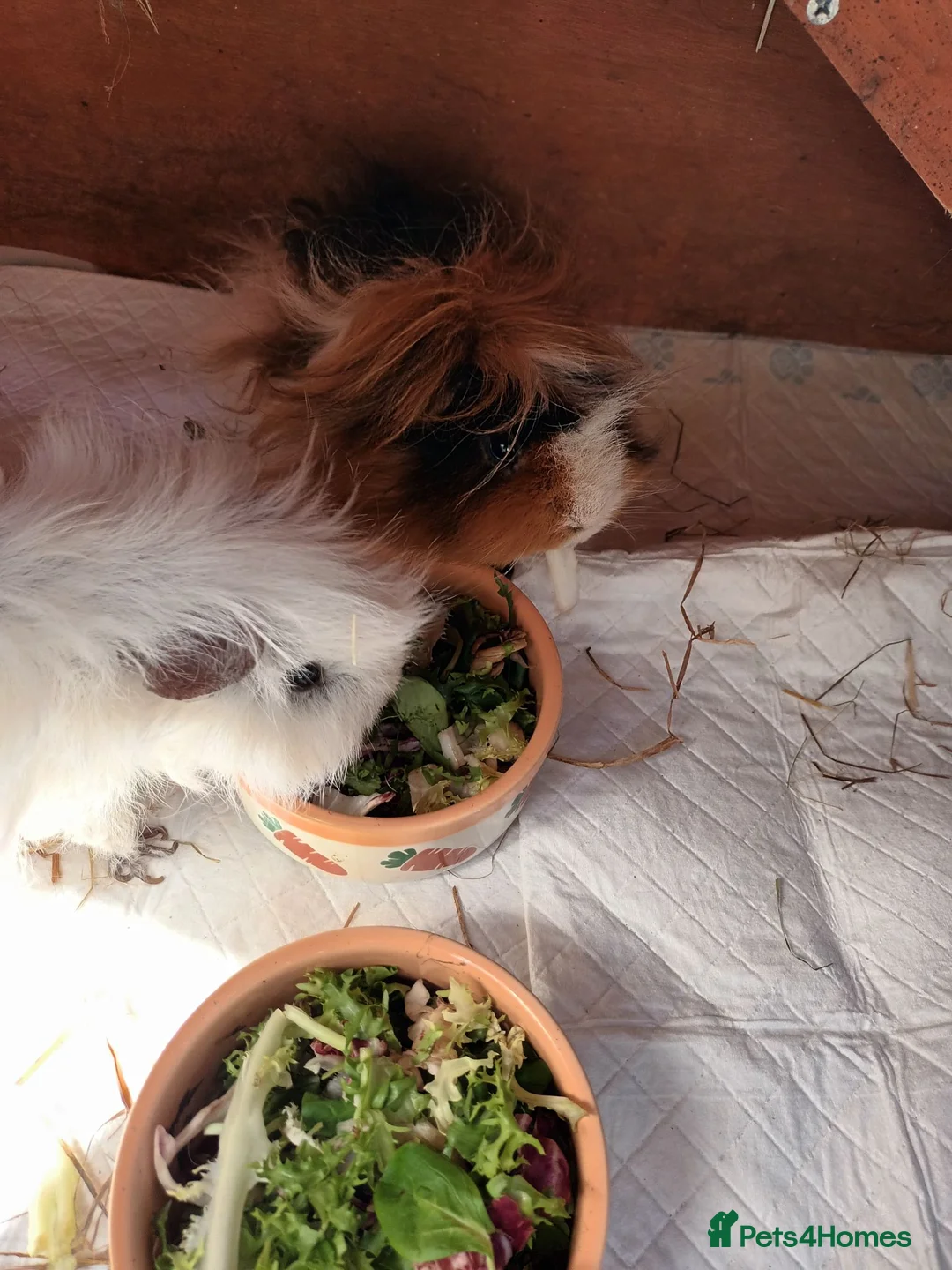 Guinea Pig rodents for sale: Lunkarya guinea pigs in Nottingham - Advert 1