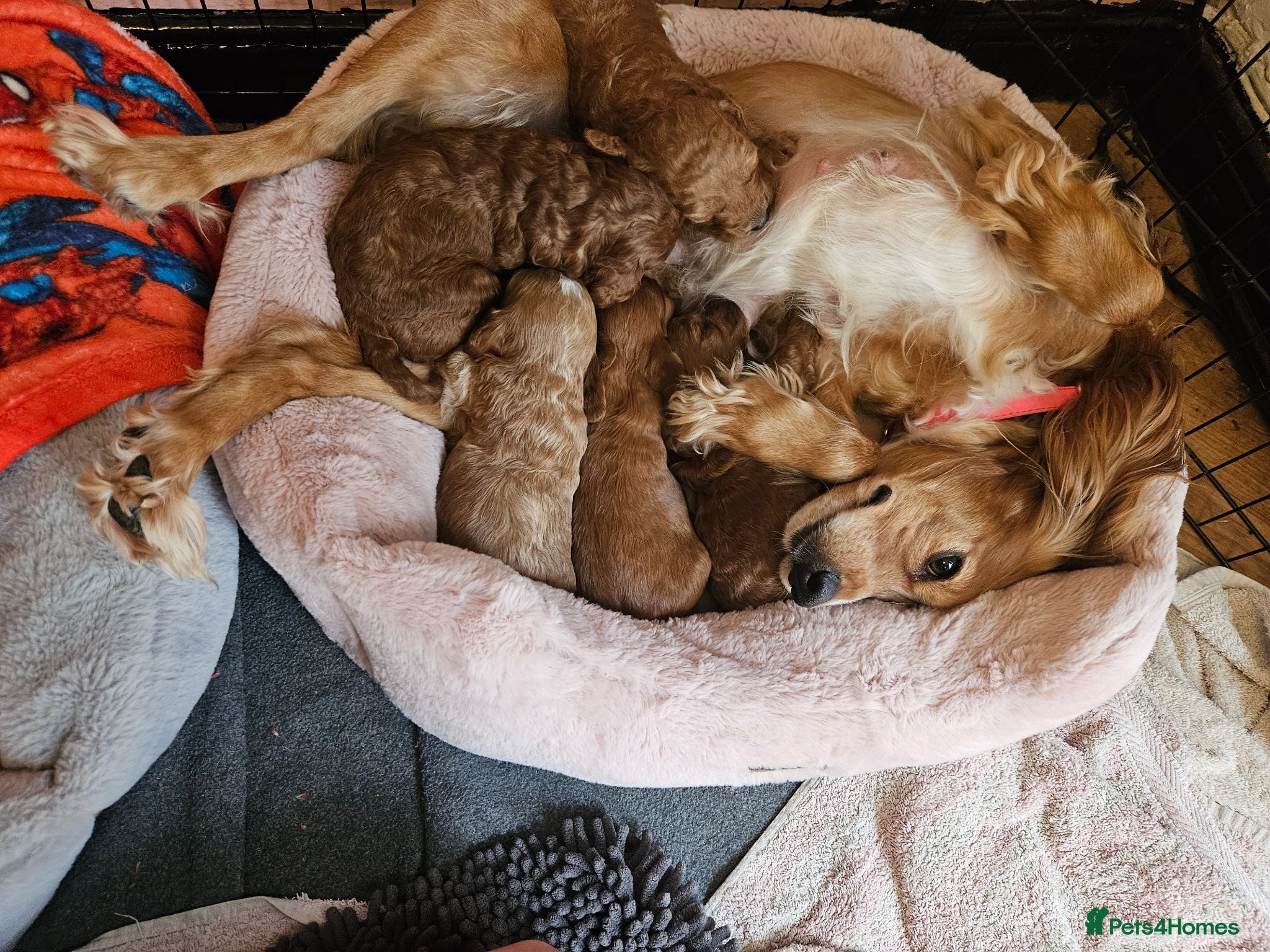 Cockapoo dogs Cockerpoo  - Advert 1