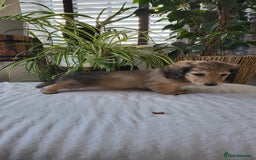 Dachshund dogs for sale: Miniature dachshunds - Image 3