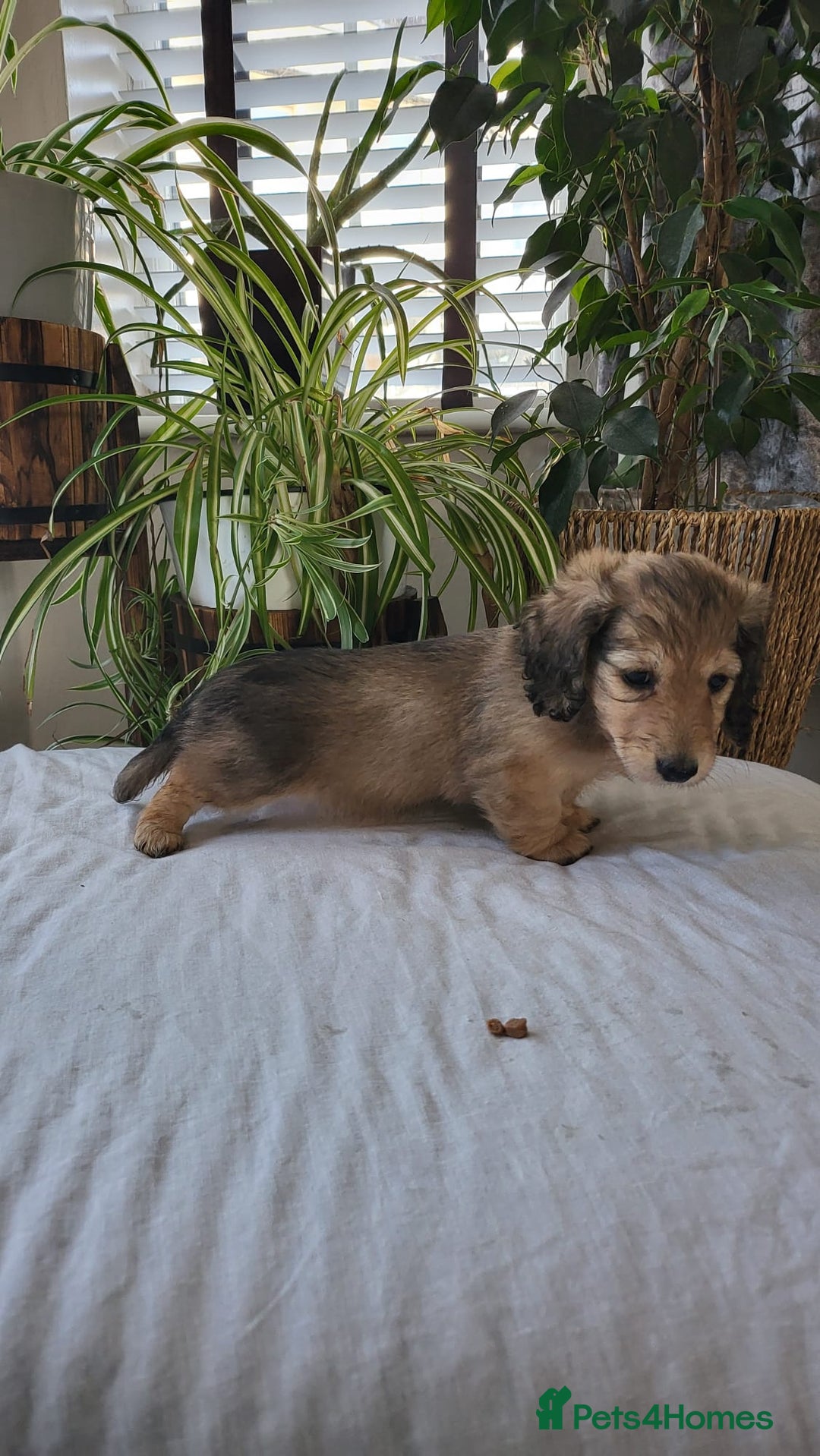 Dachshund dogs for sale: Miniature dachshunds - Image 3