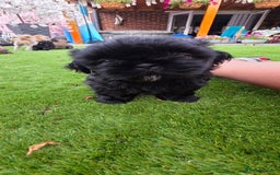 Shih Tzu dogs for sale: Imperial Shih-Tzu puppies-Ready for a new home   in Walsall - Image 8