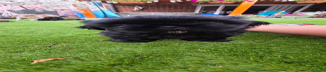 Shih Tzu Puppy 2 - Black