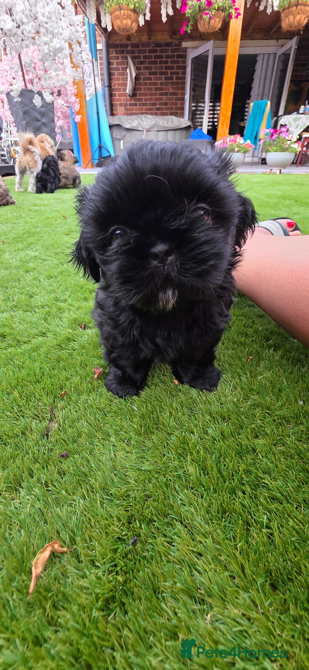 Shih Tzu dogs for sale: Imperial Shih-Tzu puppies-Ready for a new home   in Walsall - Image 8