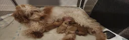 Cockapoo dogs for sale: Cockapoo pups for sale - Advert 8