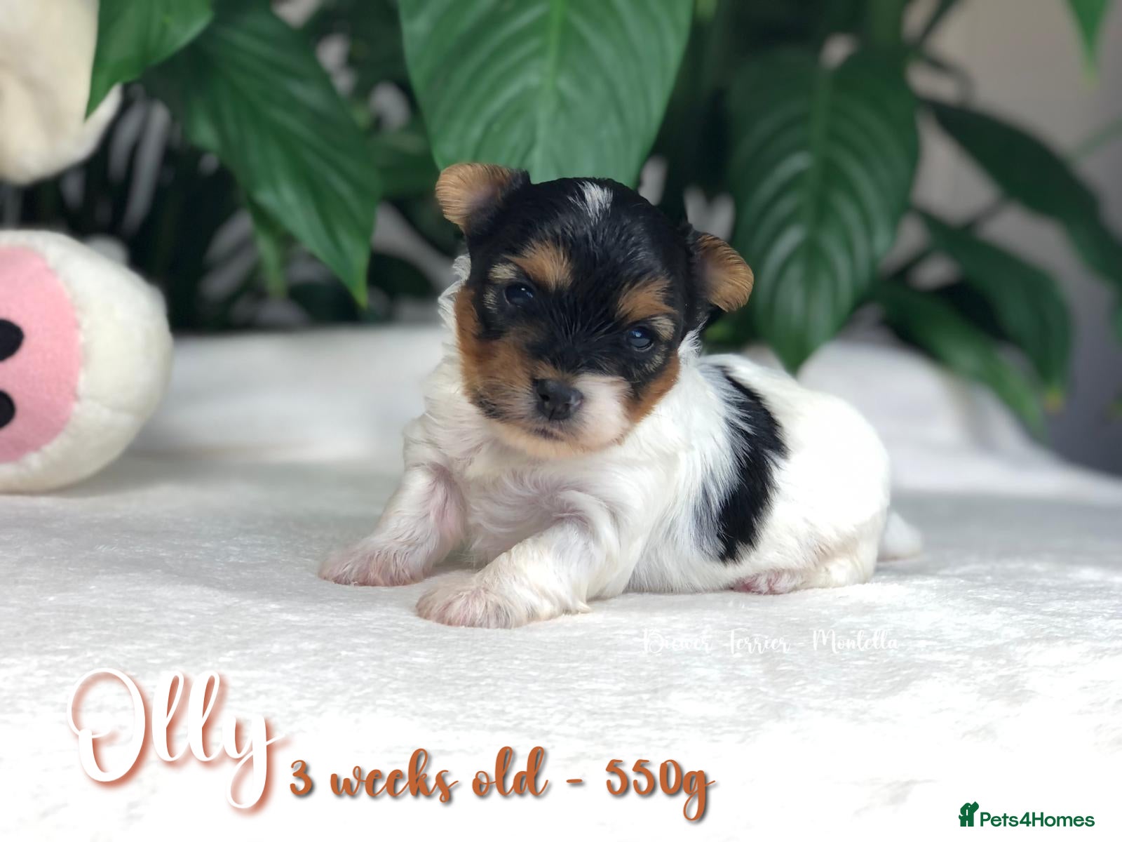 Biewer Terrier dogs for sale: One boy left Biewer Terriers! - Advert 19