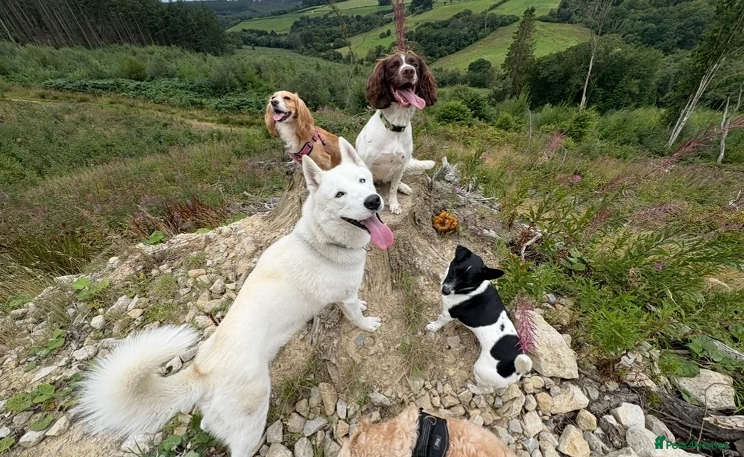 Shepsky dogs for sale: STUNNING SHEPSKY PUPPIES! - Advert 21