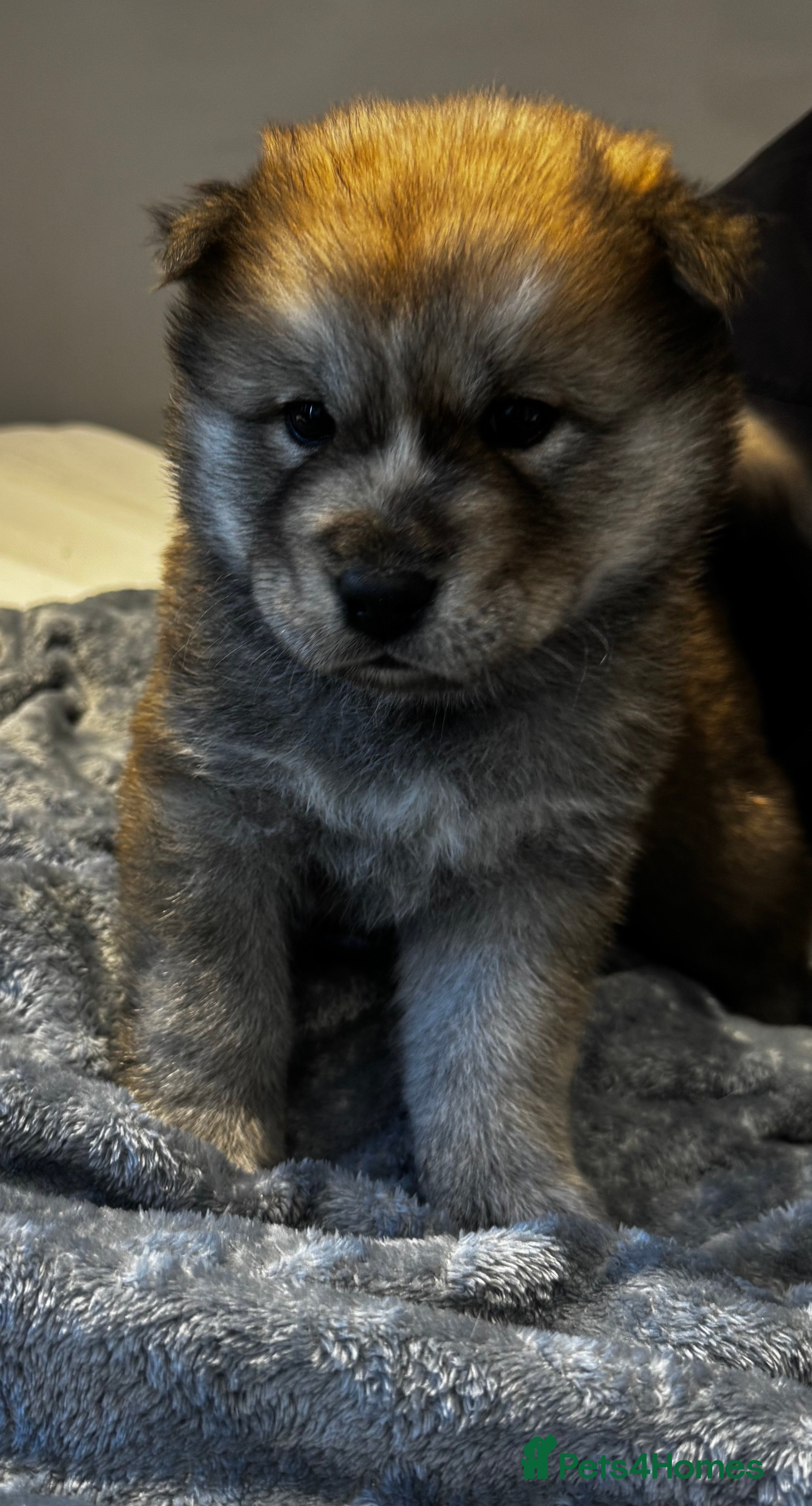 Mixed Breed dogs Chowski puppies for sale  - Advert 12