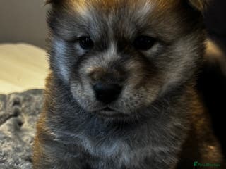 Mixed Breed dogs Chowski puppies for sale - Advert 13