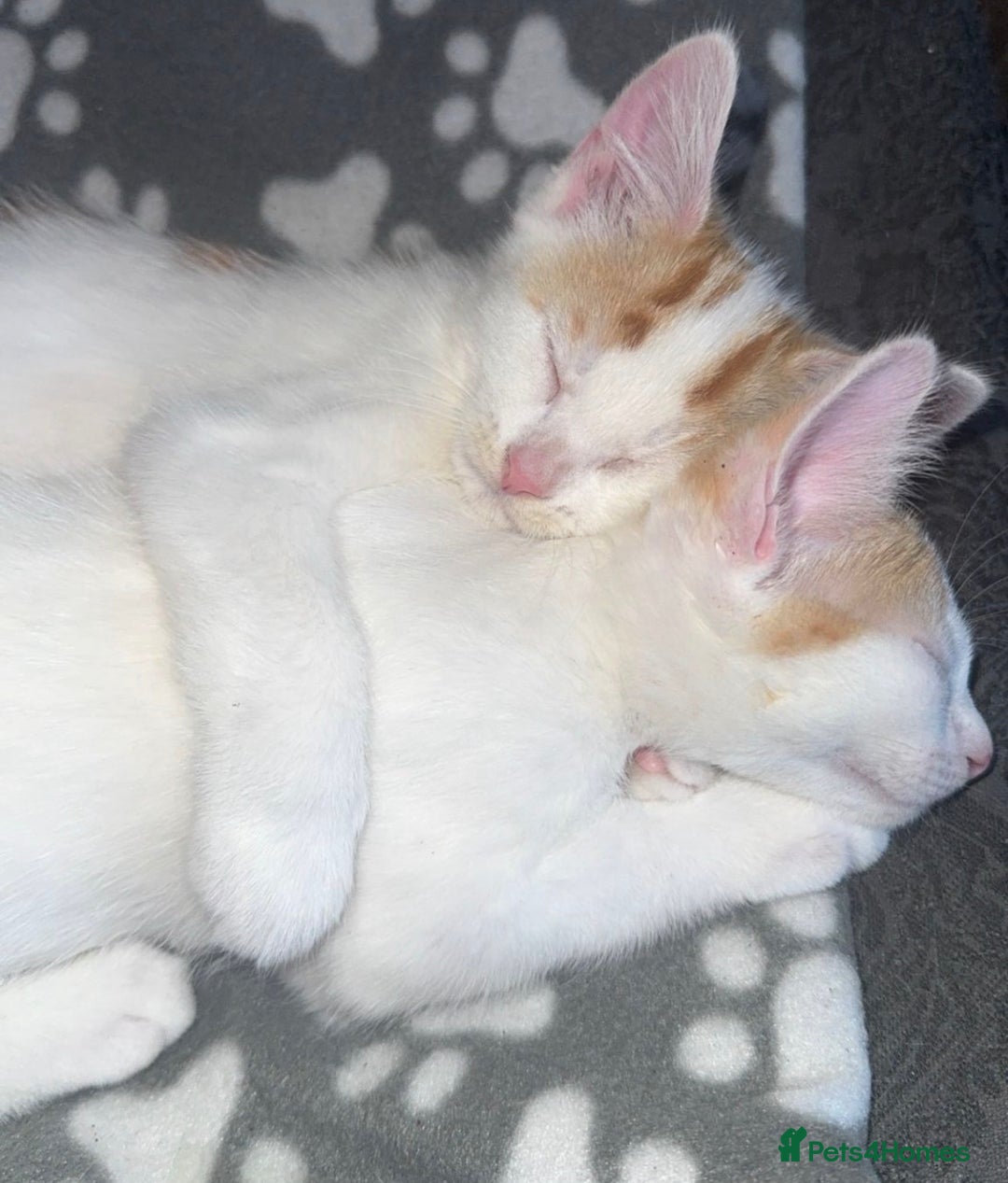 Domestic Shorthair cats for sale: Ginger & White Domestic Shorthair Kittens - Image 4