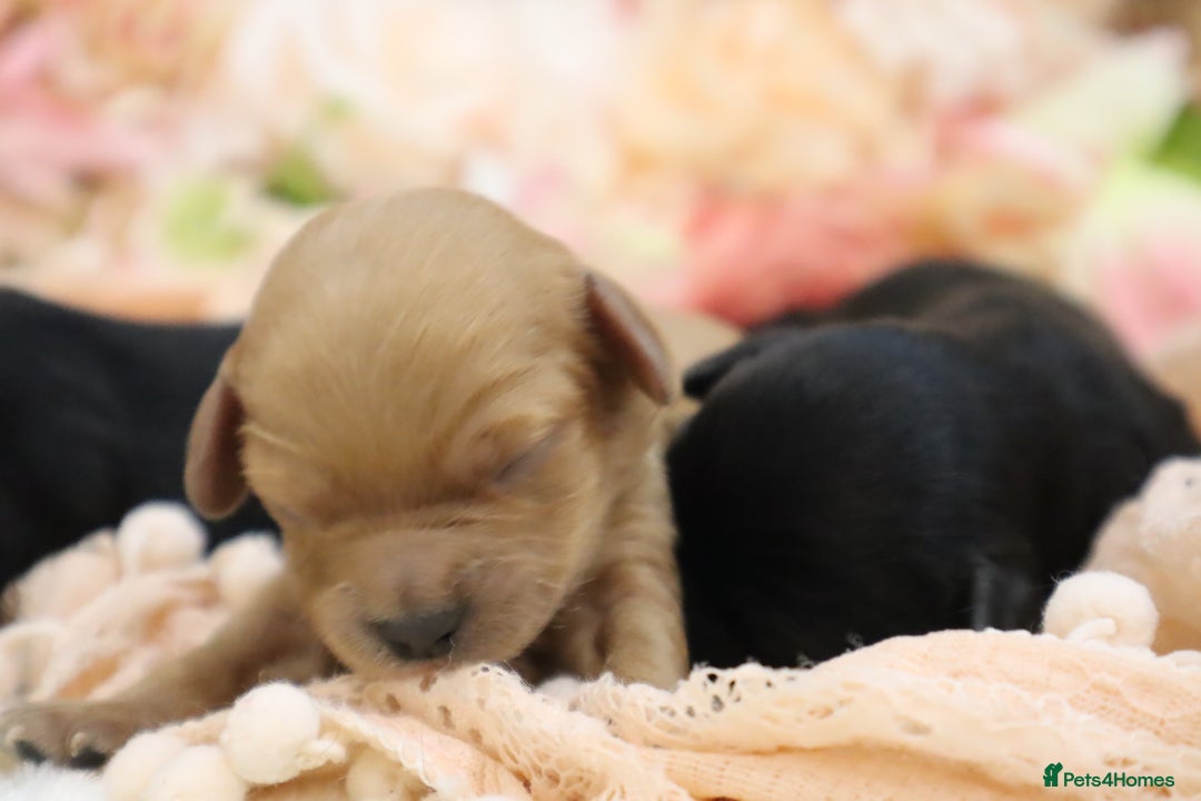 Cavapoo dogs for sale: Health Tested Cavapoo Puppies - Image 13