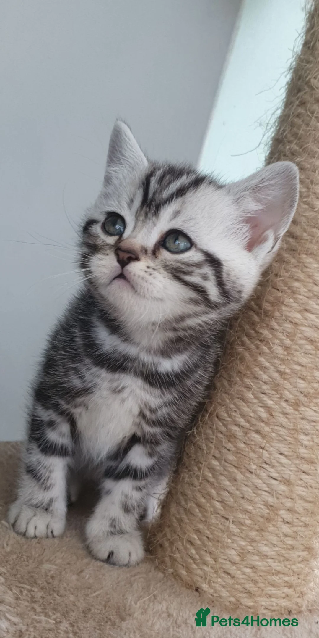 British Shorthair cats for sale: Beautiful Britishshorthair kittens  - Advert 8