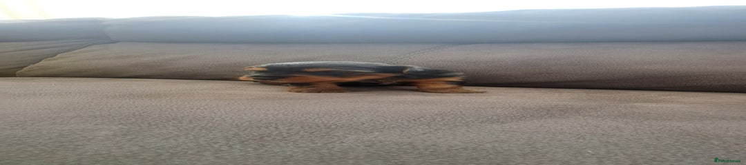 Yorkshire Terrier Puppy 1