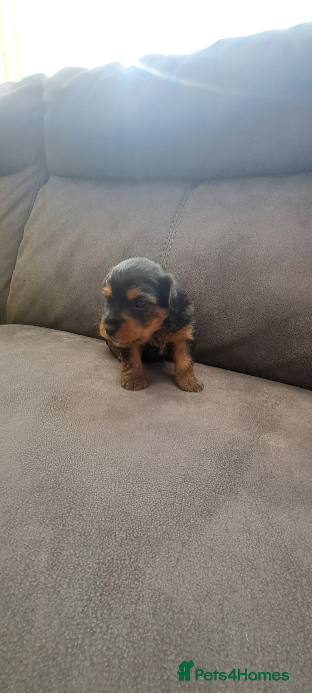 Yorkshire Terrier dogs for sale: 3 beautiful yorkshire terrier puppies  - Image 5