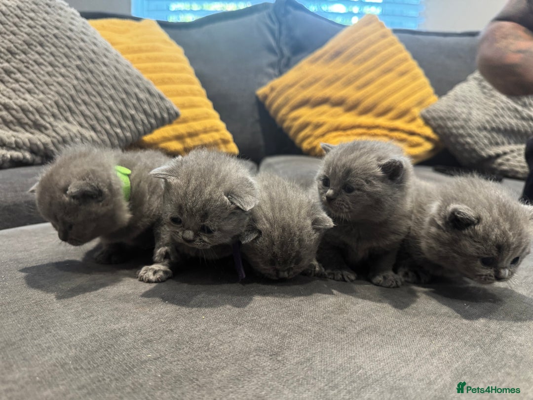 British Shorthair cats for sale: British short hair kittens  - Image 5