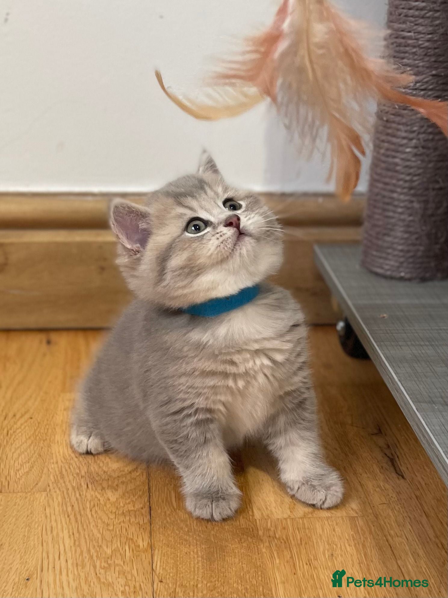 British Shorthair cats GCCF/TICA British Shorthair Champion line Kittens - Advert 2