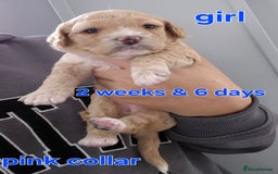 Cavapoochon dogs for sale: Litter of cavapoochons - Image 8