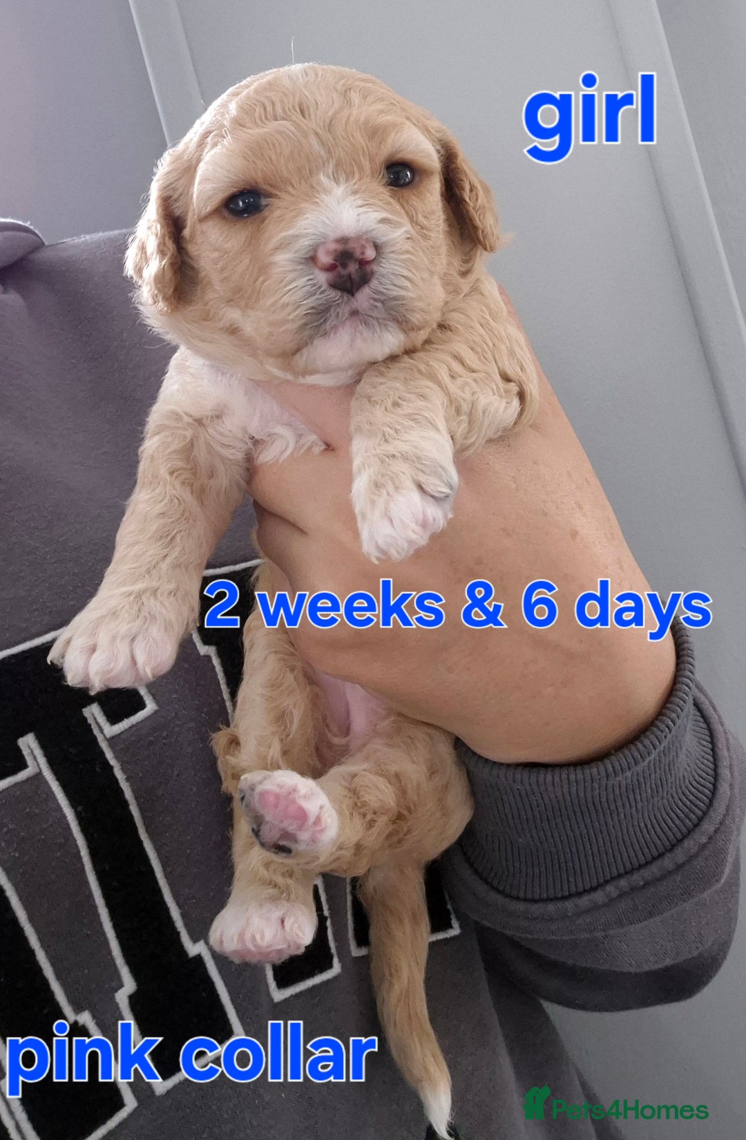 Cavapoochon dogs for sale: Litter of cavapoochons - Image 8