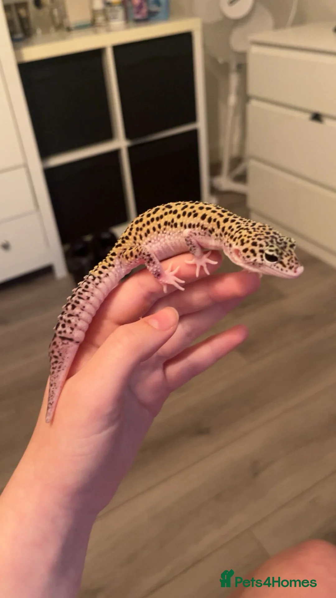 Leopard Gecko reptiles for sale: Leopard gecko & full set up  in Liverpool - Advert 2