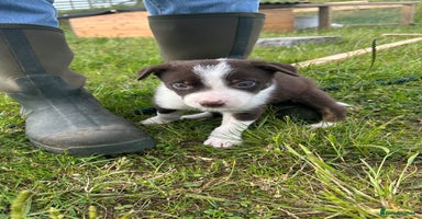 Mixed Breed dogs - Advert 16