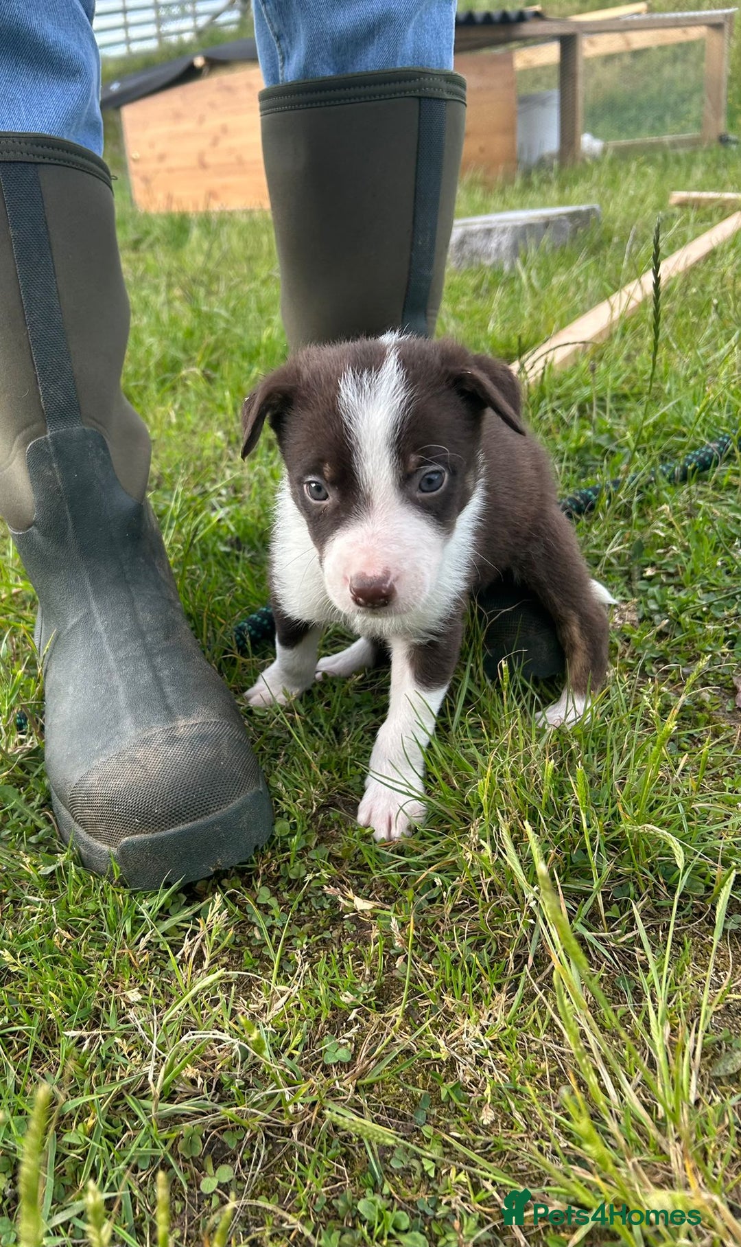 Mixed Breed dogs for sale: Beautiful Border Collie pups - Image 2