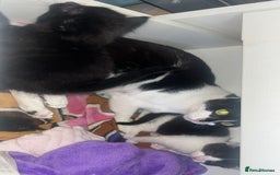 Mixed Breed cats for sale: 2 kittens  - Image 9