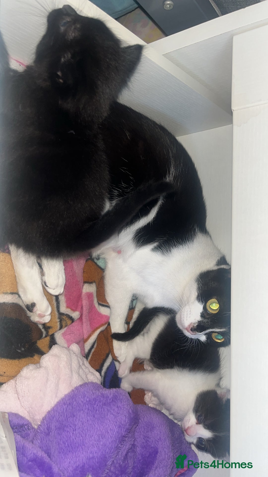 Mixed Breed cats for sale: 2 kittens  - Image 9