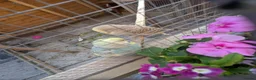 Budgerigars birds for sale: Budgies - Advert 6