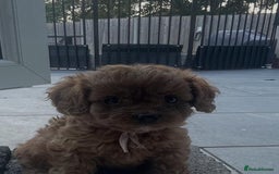 Cavapoo dogs for sale: Stunning Deep red health tested f1 cavapoos  - Image 22