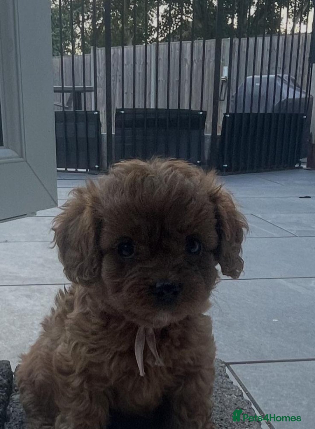 Cavapoo dogs for sale: Stunning Deep red health tested f1 cavapoos  - Image 22