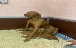 Hungarian Vizsla dogs for sale: Stunning Hungarian Vizsla Puppies  - Image 18