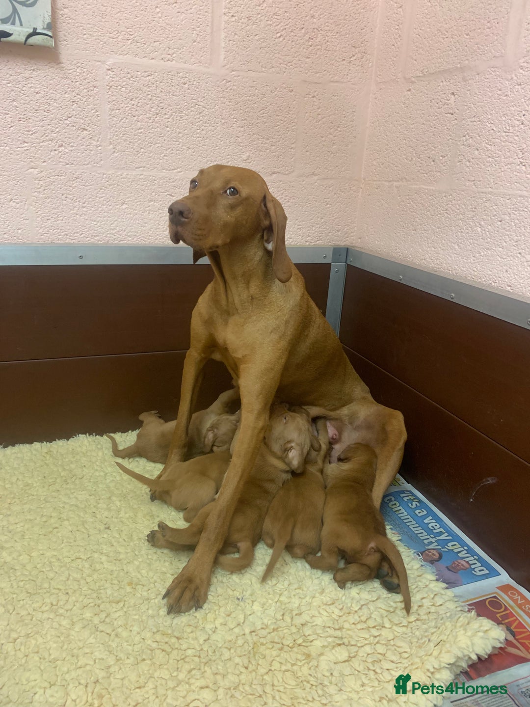 Hungarian Vizsla dogs for sale: Stunning Hungarian Vizsla Puppies  - Image 18